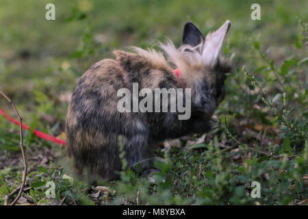 Pet dwarf rabbit cleaning her face outdoors on the grass. Stock Photo