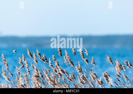 Sunlit dry fluffy reed flowers at winter season Stock Photo