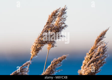 Dry fluffy and soft reed flowers by winter season Stock Photo