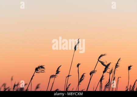 Silhouettes of fluffy reed flowers by a beautiful sunset colored sky Stock Photo