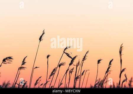 Fluffy dry reed flowers by a sky colored of the setting sun Stock Photo