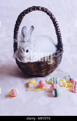 Fluffy foxy rabbit in basket with Easter eggs. Stock Photo