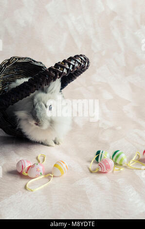 Fluffy foxy rabbit in basket with Easter eggs. Stock Photo