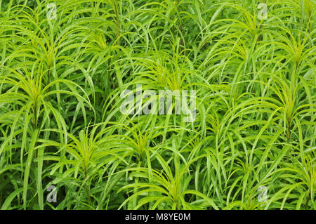 green leaves of a willowleaf sunflower Stock Photo