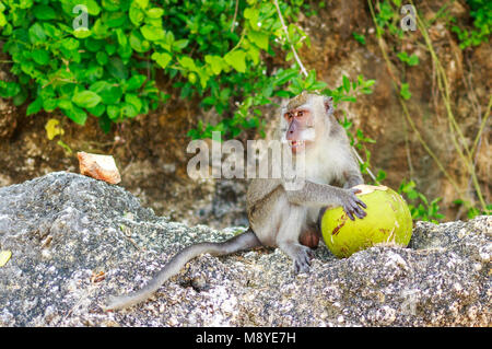 A monkey with a coconut in the wild , Indonesia the island of Bali. Stock Photo