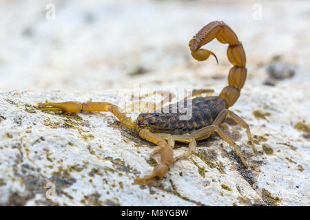 Common Yellow Scorpion (Buthus occitanus) in defensive mode against threaths Stock Photo
