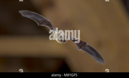 Pipistrelle bat (Pipistrellus pipistrellus) flying on ceiling of house in darkness Stock Photo