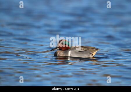 A male green winged teal Anas crecca swimming on blue water Stock Photo