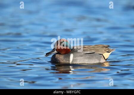 A male green winged teal Anas crecca swimming on blue water Stock Photo