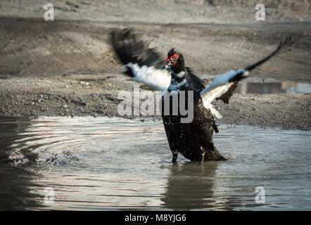 Muscovy Duck flapping wings in puddle with small waves Stock Photo