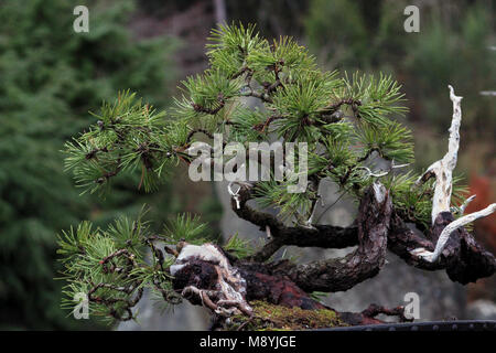 Bonsai tree showing deadwood bonsai techniques Stock Photo