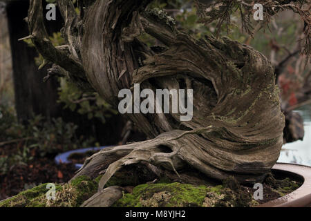 Twisted trunk of a Bonsai tree Stock Photo