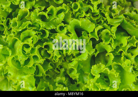 Green lettuce texture. Full frame green salad. Stock Photo