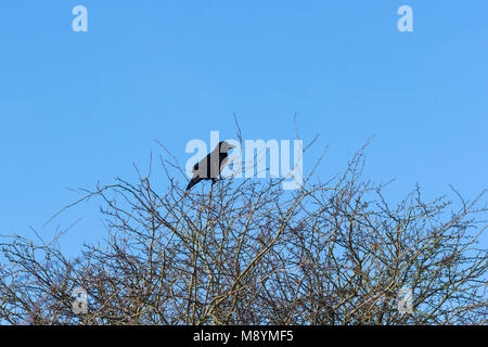 A carrion crow (Corvus Corone), perched at the top of a tree in front of a blue sky on a winters morning in Dorset, England, UK Stock Photo