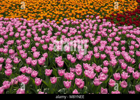A flowerbed of pink, yellow and red tulips in public park at sunny day. Springtime Easter concept. Stock Photo