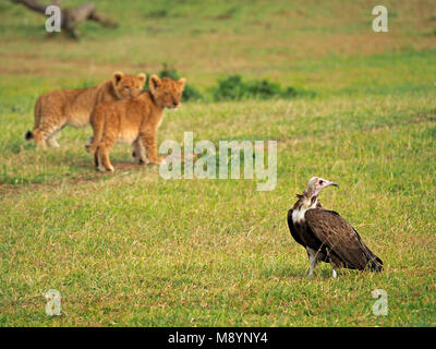 two cautious young Lion cubs (Panthera leo) showing baby spots watch Hooded vulture (Necrosyrtes monachus) in Masai Mara Conservancies, Kenya, Africa Stock Photo