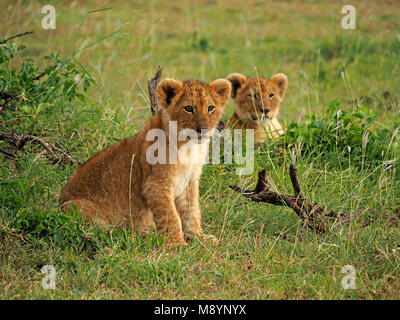 two cautious young Lion cubs (Panthera leo) showing baby spots watching out in Masai Mara Conservancies, Kenya, Africa Stock Photo