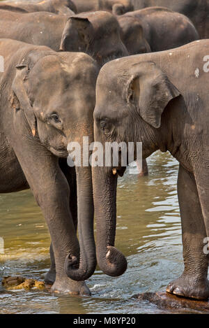 2 Young Sri Lankan elephants from the Pinnawala Elephant Orphanage best friends bathing in the river. Stock Photo