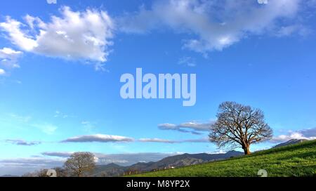 Lonely tree in a meadow  and a blue sky, Nava, Asturias, Spain Stock Photo
