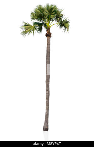Asian palmyra palm high tree isolated with clipping path Stock Photo