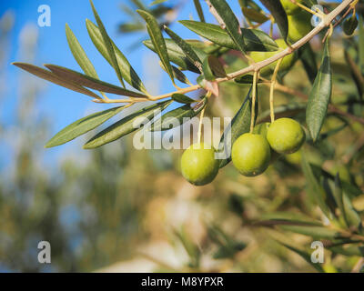 Some green olives on the branch of an olive tree in Croatia Stock Photo