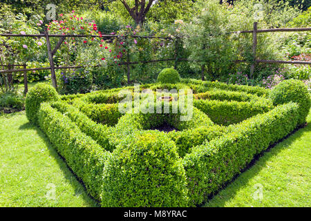 Evergreen boxus topiary square and ball shape ornamental design in an english landscaped garden with pink and red roses . Stock Photo