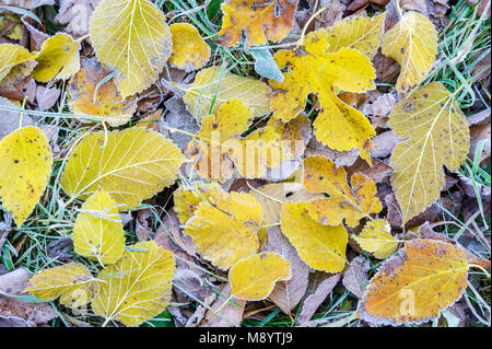 Frosted Bigtooth Aspen & Mulberry leaves, late Autumn, Fort Snelling SP, MN, USA, by Dominique Braud/Dembinsky Photo Assoc Stock Photo