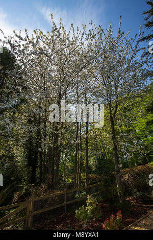 Wild cherry trees, Prunus avium, covered in blossom.  Sweet cherry, cherry blosssom, full flower growing wild on a tree  in Devon Stock Photo