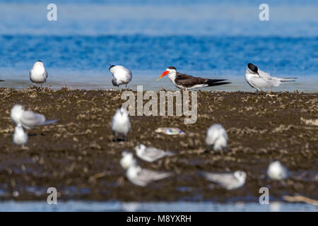 Adult Skimmer sitting on a bank along Nile Valley  close to Al Raqabah near Kom Ombo, Egypt. January 2012. Stock Photo