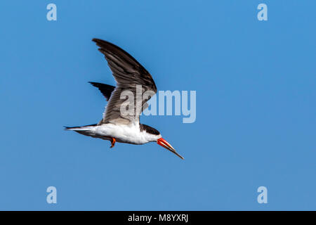 Flying Skimmer flying over the Nile Valley  close to Al Raqabah near Kom Ombo, Egypt. January 2012. Stock Photo