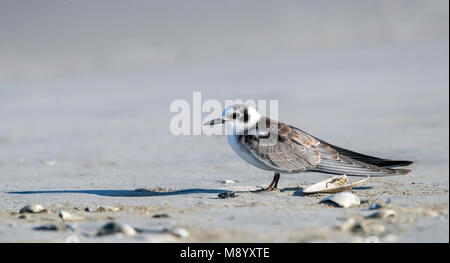 Juvenile American Black Tern on a beach near Stone Harbour, Cape May, New Jersey. August 2016. Stock Photo