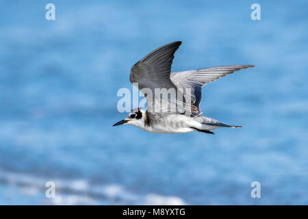 Juvenile American Black Tern on a beach near Stone Harbour, Cape May, New Jersey. August 2016. Stock Photo