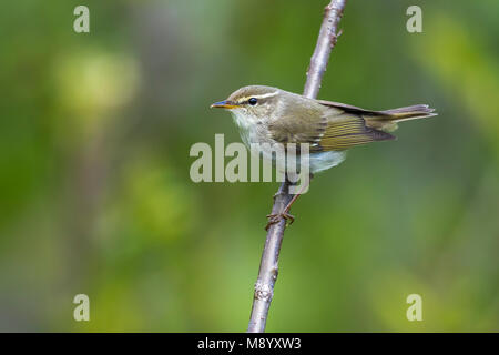 Male Arctic Warbler perched on a branch in the taiga slope of the Mount Kvarkush, Ural Mountain, Russian Federation. June2016. Stock Photo