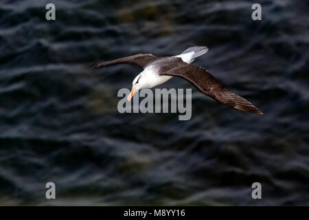 Famous returning adult Black-browed Albatross on Heligoland, Germany. Stock Photo