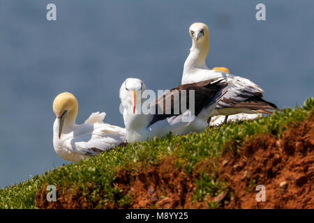 Famous returning adult Black-browed Albatross on Heligoland, Germany. Stock Photo