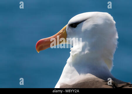 Famous returning adult Black-browed Albatross on Heligoland, Germany. Stock Photo