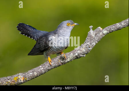 Male Eurasian Cuckoo perched on a tree near Florence, Italy. April 2017. Stock Photo