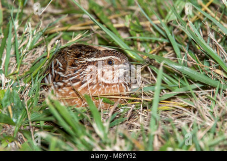 Common Quail lingered on the ground at night, Praia da Victoria, Terceira, Azores. October 31, 2008. Stock Photo