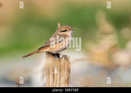 Adult Daurian Shrike perched on a field, Kuwait. Stock Photo