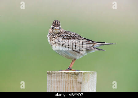 Male North-western Eurasian Skylark sitting on a pool in North Ronaldsay, Scotland. May 2017. Stock Photo