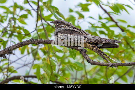 Caspian Eurasian Nightjar sitting on a branch in Atyrau, Kazakhstan May 2017. Stock Photo