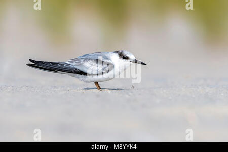 First winter Least Tern sitting on a beach of Cape May Point, Cape May, New Jersey, USA. August 28, 2016. Stock Photo