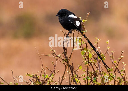 Adult Magpie Shrike perched on a branch in Kruger National Park, South Africa. June 2014. Stock Photo