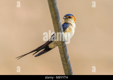 Adult Red-rumped Swallow perched on a wire in SE Turkey. May 2010. Stock Photo