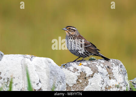 Female Red-winged Blackbird perched on a wall in North Ronaldsay, Orkney Islands. May 14, 2017. Stock Photo