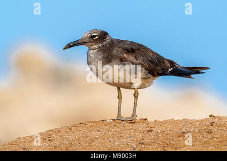 1st summer White-eyed Gull near Hurgadah dump, Egypt. Stock Photo