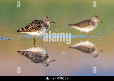 Wood Sandpiper sitting on the mud near Florence, Italy. April 2017. Stock Photo