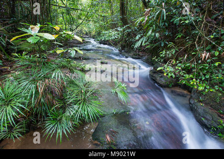 Ferns, Dipteris lobbiana, growing in a stream, Maliau Basin, Sabah, Malaysia, Borneo, Stock Photo
