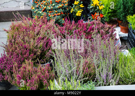 Calluna vulgaris flowers in pots sold in garden center (known as common heather, ling, or simply heather flowering plants). Beautiful pink and purple  Stock Photo