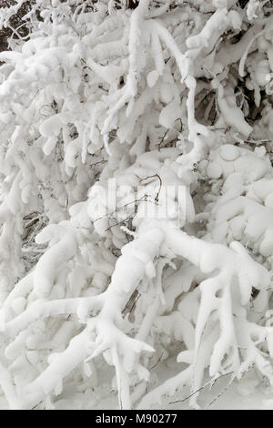 Snow covered tree branches, Chipping Campden, The Cotswolds, Gloucestershire, England, United Kingdom, Europe Stock Photo